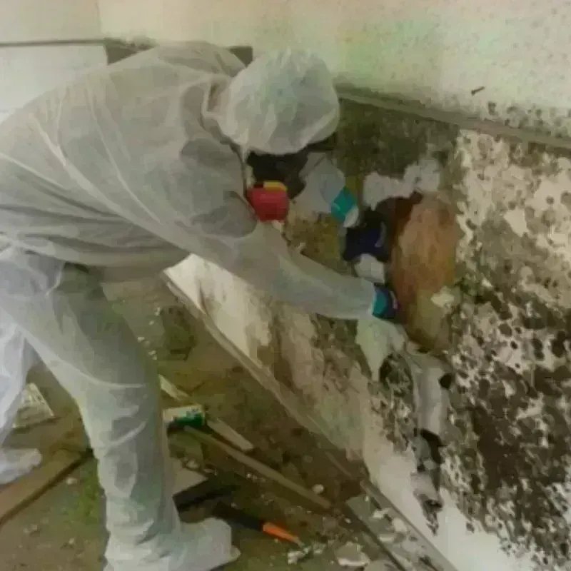 Mold Remediation and Removal in Box Butte County, NE